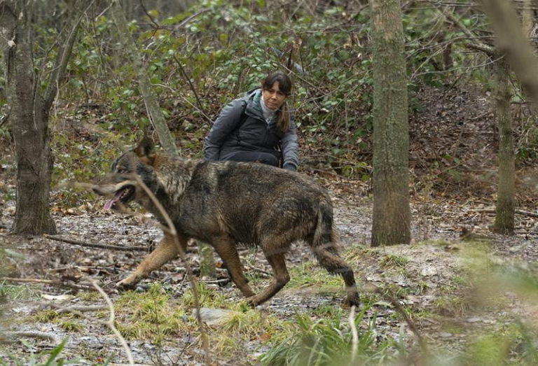 La scrittrice Elisabetta Dami nella foresta con lupo in primo piano